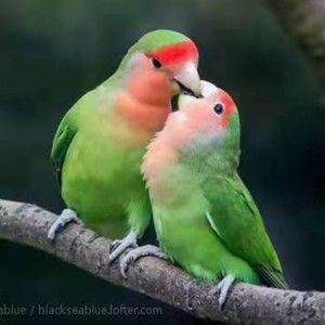 Meet your Posher, Joseph